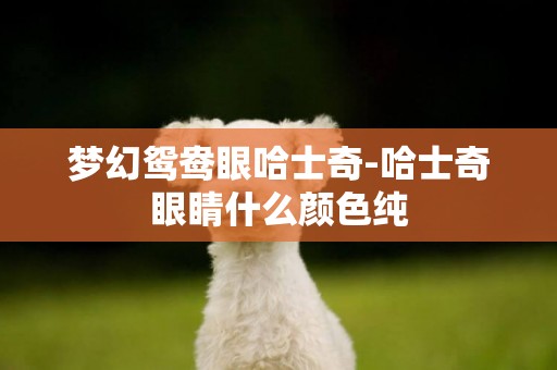 夢幻鴛鴦眼哈士奇-哈士奇眼睛什么顏色純
