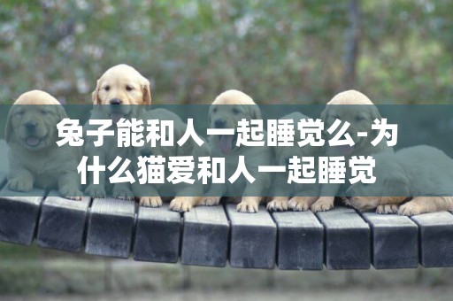 兔子能和人一起睡覺么-為什么貓愛和人一起睡覺