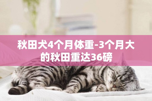 秋田犬4個月體重-3個月大的秋田重達36磅