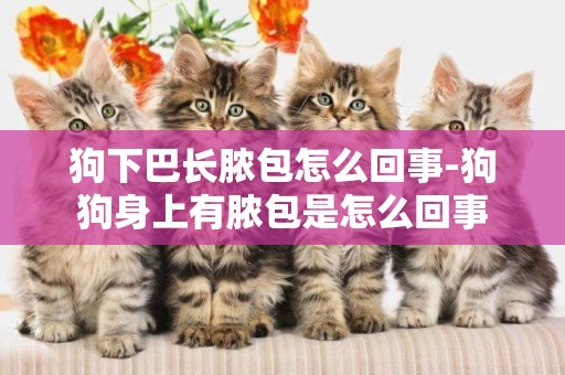 狗下巴長膿包怎么回事-狗狗身上有膿包是怎么回事