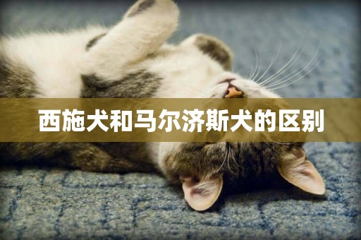 西施犬和馬爾濟斯犬的區別 西施犬和馬爾濟斯犬的區別
