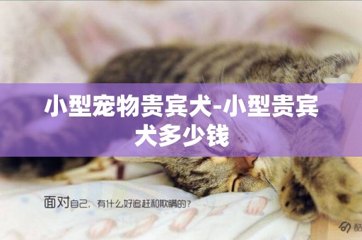 小型寵物貴賓犬-小型貴賓犬多少錢