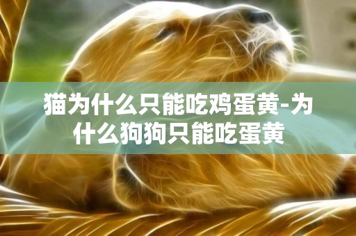 貓為什么只能吃雞蛋黃-為什么狗狗只能吃蛋黃