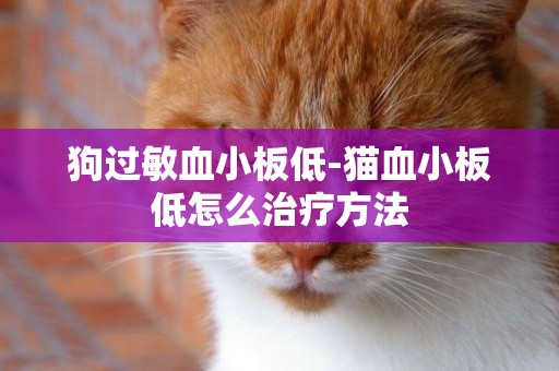 狗過敏血小板低-貓血小板低怎么治療方法