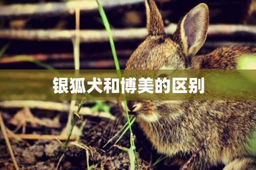 銀狐犬和博美的區別