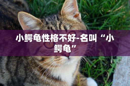 小鱷龜性格不好-名叫“小鱷龜”