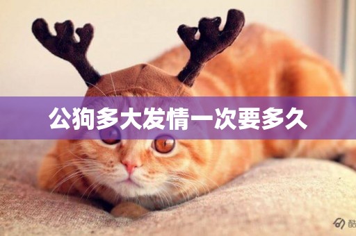 公狗多大發情一次要多久