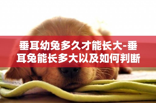 垂耳幼兔多久才能長大-垂耳兔能長多大以及如何判斷年齡