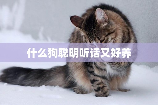 什么狗聰明聽話又好養