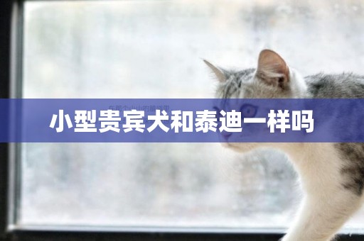 小型貴賓犬和泰迪一樣嗎