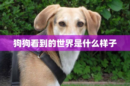 狗狗看到的世界是什么樣子