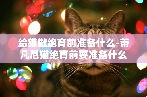 給貓做絕育前準備什么-蒂凡尼貓絕育前要準備什么