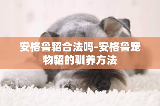 安格魯貂合法嗎-安格魯寵物貂的馴養方法