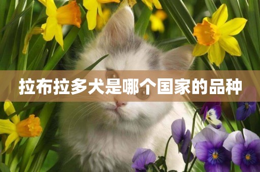 拉布拉多犬是哪個國家的品種