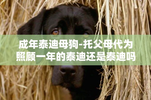 成年泰迪母狗-托父母代為照顧一年的泰迪還是泰迪嗎