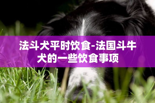 法斗犬平時飲食-法國斗牛犬的一些飲食事項
