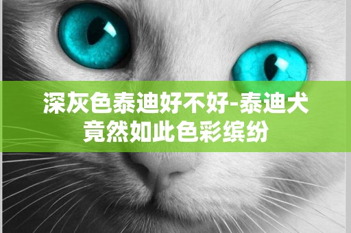 深灰色泰迪好不好-泰迪犬竟然如此色彩繽紛