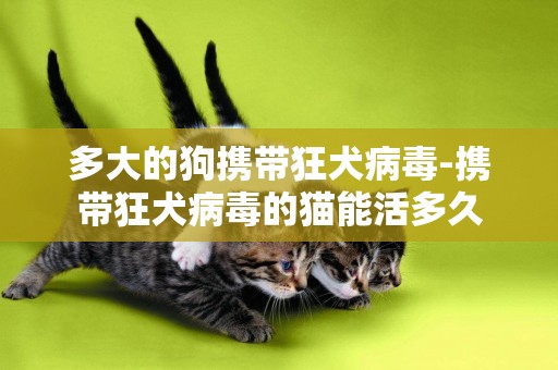 多大的狗攜帶狂犬病毒-攜帶狂犬病毒的貓能活多久