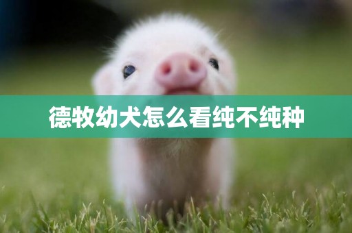 德牧幼犬怎么看純不純種