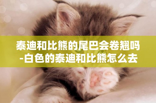 泰迪和比熊的尾巴會卷翹嗎-白色的泰迪和比熊怎么去區分呢
