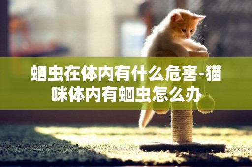 蛔蟲在體內有什么危害-貓咪體內有蛔蟲怎么辦