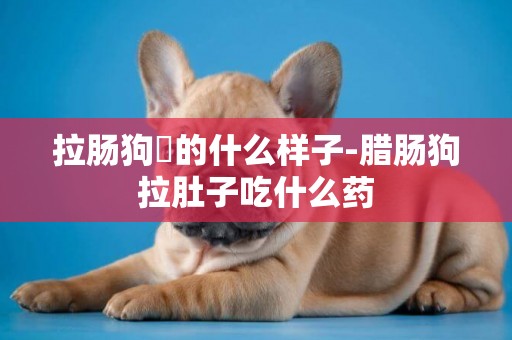 拉腸狗長的什么樣子-臘腸狗拉肚子吃什么藥