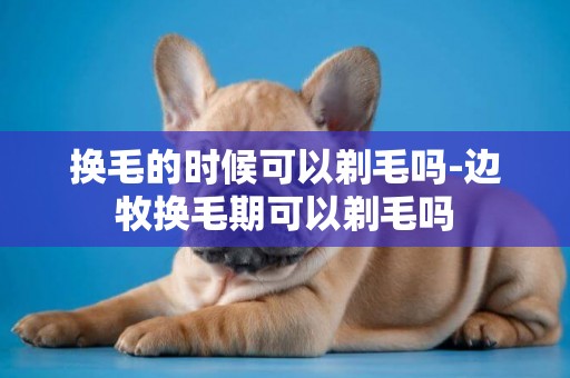 換毛的時候可以剃毛嗎-邊牧換毛期可以剃毛嗎