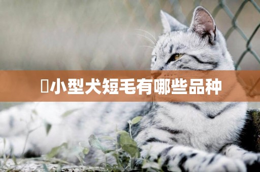 ?小型犬短毛有哪些品種