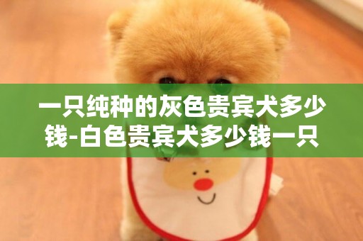 一只純種的灰色貴賓犬多少錢-白色貴賓犬多少錢一只