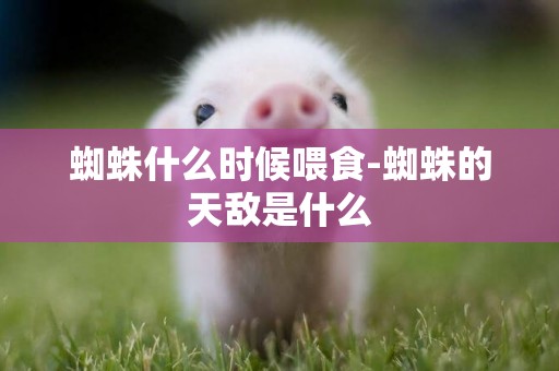 蜘蛛什么時候喂食-蜘蛛的天敵是什么