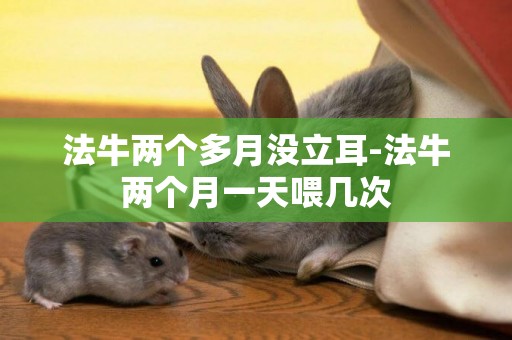 法牛兩個多月沒立耳-法牛兩個月一天喂幾次