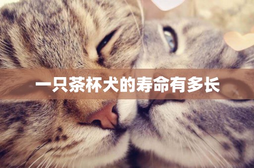 一只茶杯犬的壽命有多長