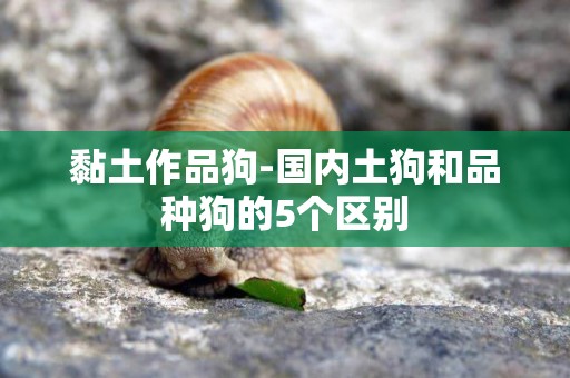 黏土作品狗-國內土狗和品種狗的5個區別