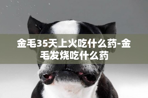金毛35天上火吃什么藥-金毛發燒吃什么藥