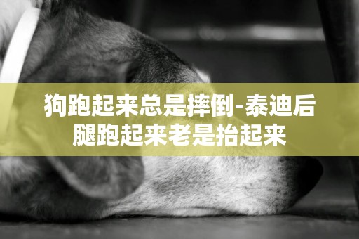 狗跑起來總是摔倒-泰迪后腿跑起來老是抬起來