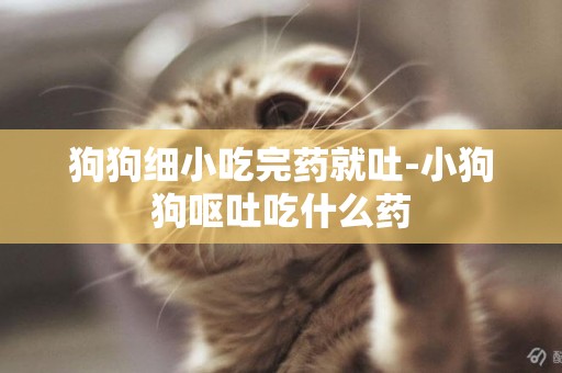 狗狗細小吃完藥就吐-小狗狗嘔吐吃什么藥