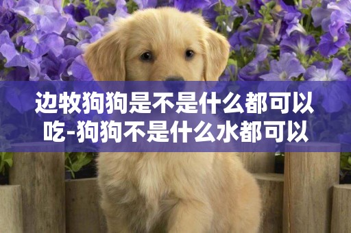 邊牧狗狗是不是什么都可以吃-狗狗不是什么水都可以喝的