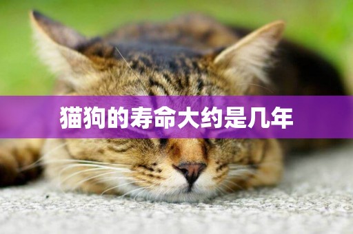 貓狗的壽命大約是幾年