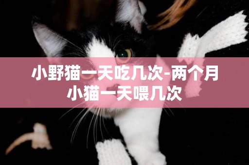 小野貓一天吃幾次-兩個月小貓一天喂幾次