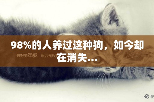 98%的人養過這種狗，如今卻在消失…