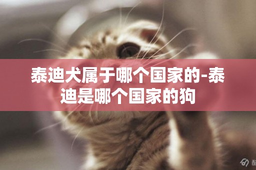 泰迪犬屬于哪個國家的-泰迪是哪個國家的狗