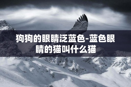 狗狗的眼睛泛藍色-藍色眼睛的貓叫什么貓