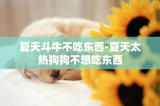 夏天斗牛不吃東西-夏天太熱狗狗不想吃東西