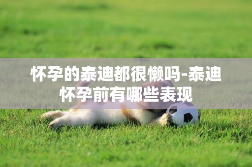 懷孕的泰迪都很懶嗎-泰迪懷孕前有哪些表現