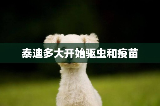 泰迪多大開始驅蟲和疫苗