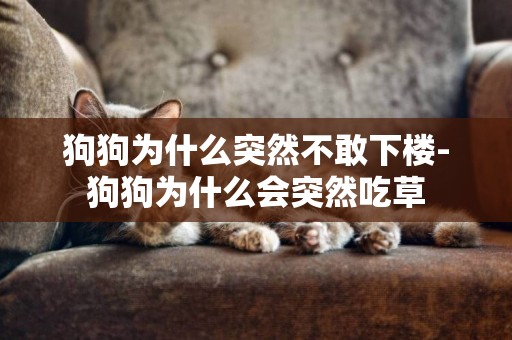狗狗為什么突然不敢下樓-狗狗為什么會突然吃草