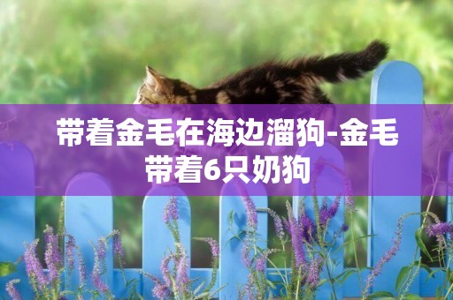 帶著金毛在海邊溜狗-金毛帶著6只奶狗