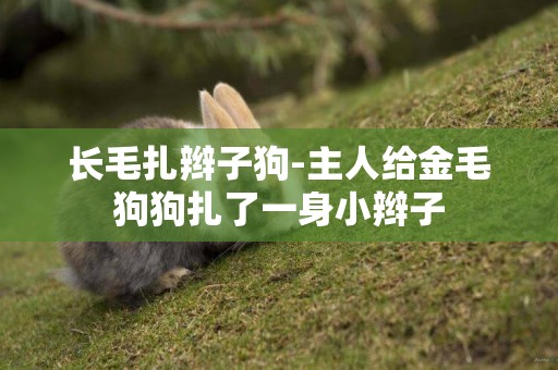 長毛扎辮子狗-主人給金毛狗狗扎了一身小辮子