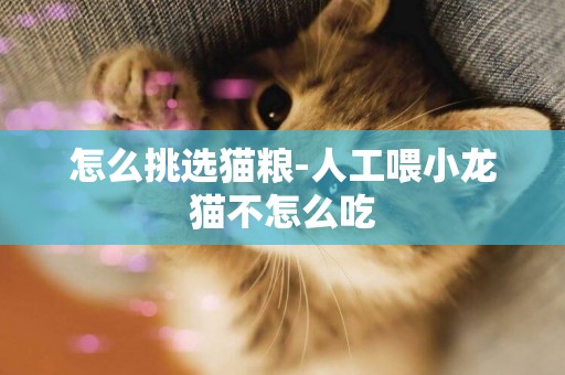 怎么挑選貓糧-人工喂小龍貓不怎么吃