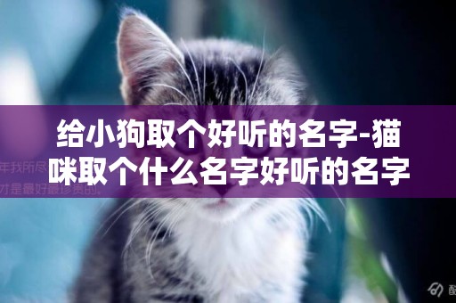 給小狗取個好聽的名字-貓咪取個什么名字好聽的名字